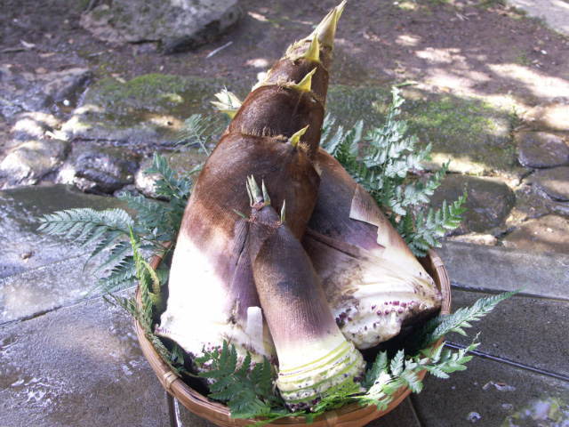 朝掘りの筍をお刺身で