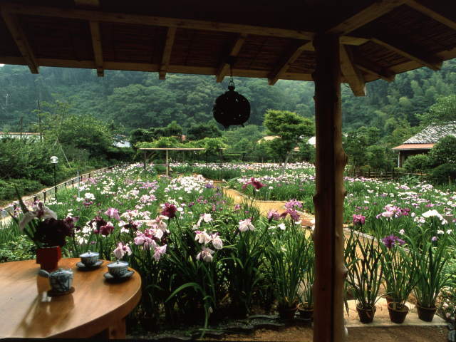 六百坪の花菖蒲園